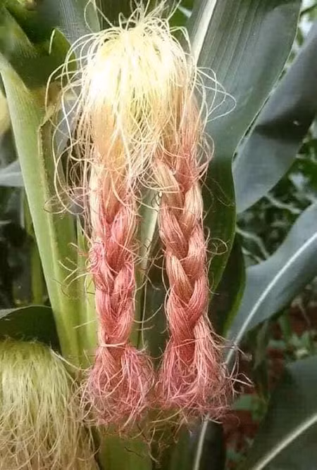 Bạn thích làm tóc nhưng bố mẹ bắt đi trồng ngô