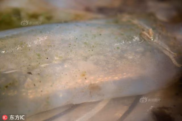 Trung Quốc: Phát hiện “khối thịt bầy nhầy”, không ngờ là vật quý hơn 35 tỷ đồng? - 4