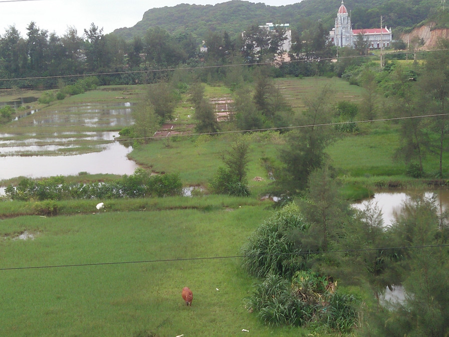 Những ô ruộng muối bỏ hoang cỏ đang phủ đầy. Ảnh: T.G Những ô ruộng muối bỏ hoang cỏ đang phủ đầy. Ảnh: T.G