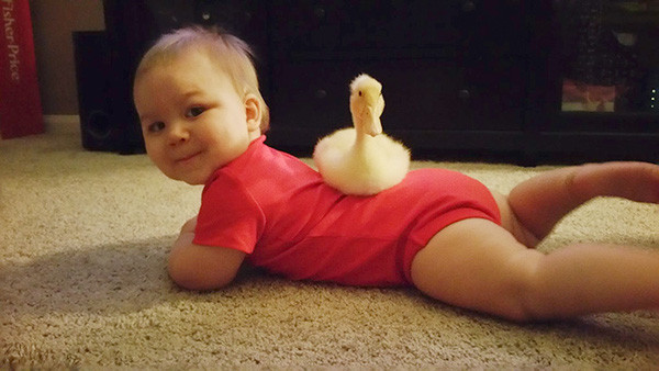 Chàng vệ sĩ vịt và cậu chủ tí hon đáng yêu nhất quả đất - Ảnh 2.