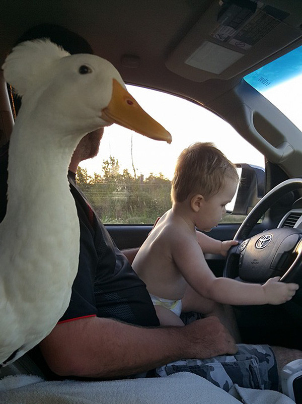 Chàng vệ sĩ vịt và cậu chủ tí hon đáng yêu nhất quả đất - Ảnh 11.