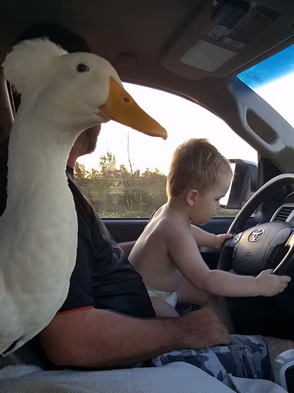 Chàng vệ sĩ vịt và cậu chủ tí hon đáng yêu nhất quả đất - Ảnh 11.