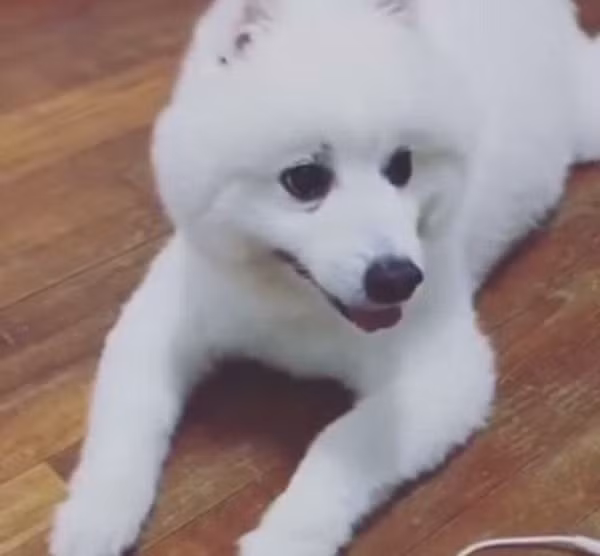 Ngộ nghĩnh chú cún có tiếng kêu như... vịt Donald