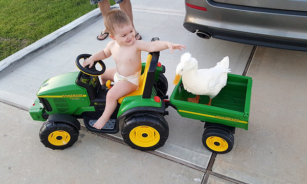 Chàng vệ sĩ vịt và cậu chủ tí hon đáng yêu nhất quả đất - Ảnh 12.