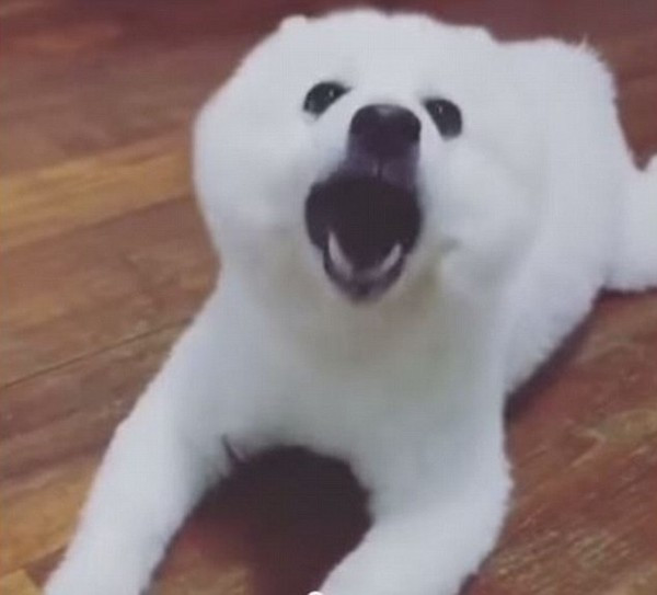 Ngộ nghĩnh chú cún có tiếng kêu như... vịt Donald