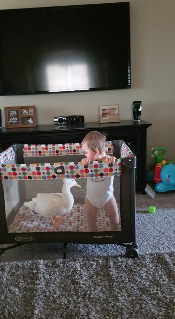 Chàng vệ sĩ vịt và cậu chủ tí hon đáng yêu nhất quả đất - Ảnh 5.