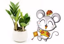 Con giáp này trồng cây kim tiền hút hết lộc của thiên hạ ảnh 1