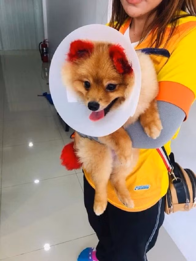 Dị ứng với thuốc nhuộm, chú chó rụng cả tai - 4