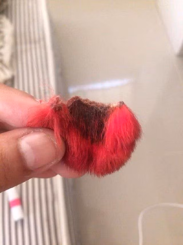 Dị ứng với thuốc nhuộm, chú chó rụng cả tai - 5