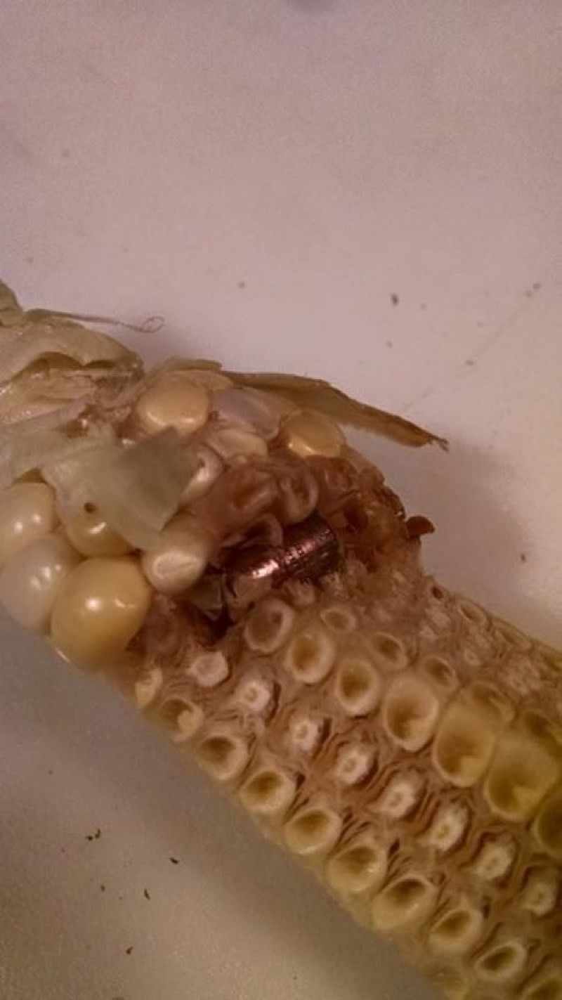 Những “kho báu” được phát hiện trong tình huống không ai ngờ ảnh 11 Những “kho báu” được phát hiện trong tình huống không ai ngờ ảnh 11