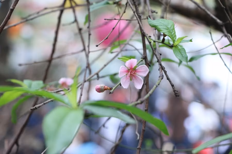 Vợ khóc nghẹn sau cuộc gọi chúc Tết chồng đêm giao thừa