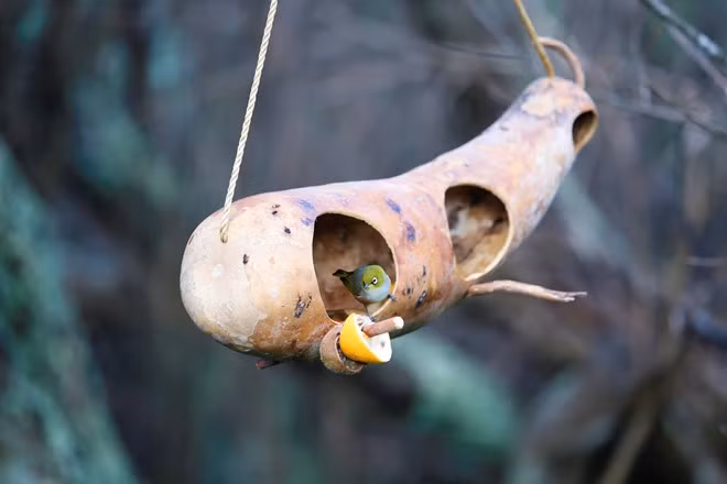 Chiếc tổ độc đáo được thiết kế khắp nơi cho những chú chim trú ngụ.