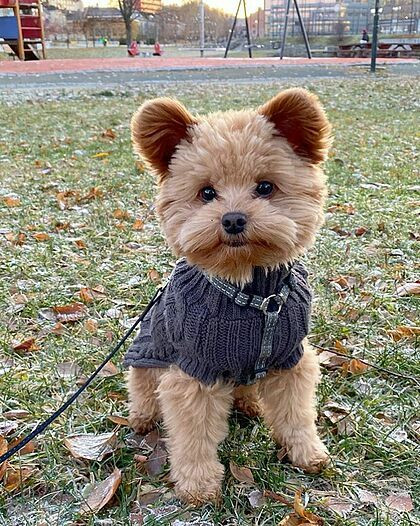 Chú chó "dễ thương nhất thế giới" bị nhầm là gấu bông ảnh 1 Oliver trông như một con gấu bông. Ảnh: Oliverthedogx.