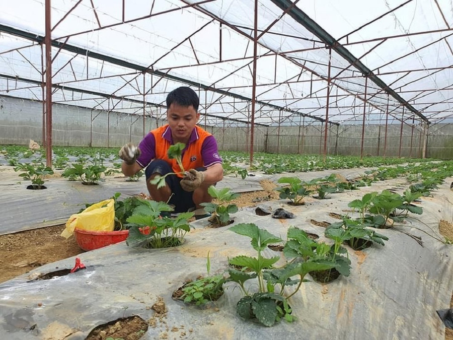 Thành viên HTX Nông nghiệp Thanh niên Như Cố tích cực chăm sóc cây trồng. Thành viên HTX Nông nghiệp Thanh niên Như Cố tích cực chăm sóc cây trồng.