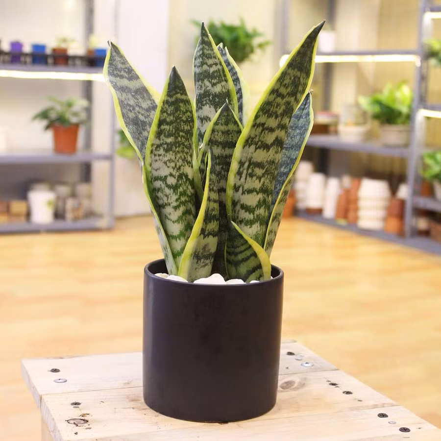 Những vị trí nên đặt cây lưỡi hổ trong nhà để vượng tài lộc ảnh 1