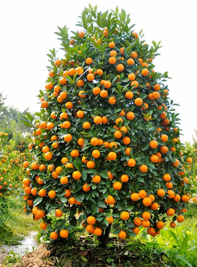 Cách chọn mua cây quất đẹp, bền, nhiều tài lộc đón Tết