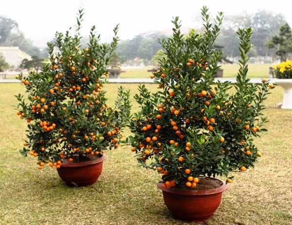 Cách chọn mua cây quất đẹp, bền, nhiều tài lộc đón Tết