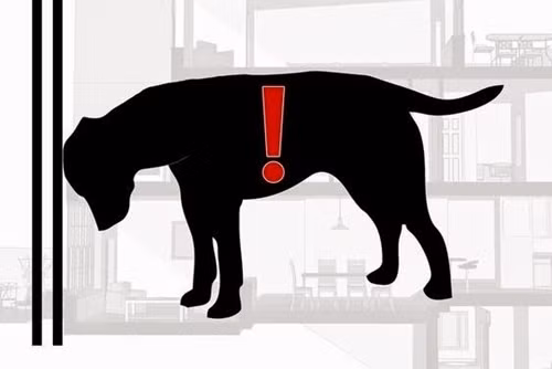 Bestie cham soc vat nuoi