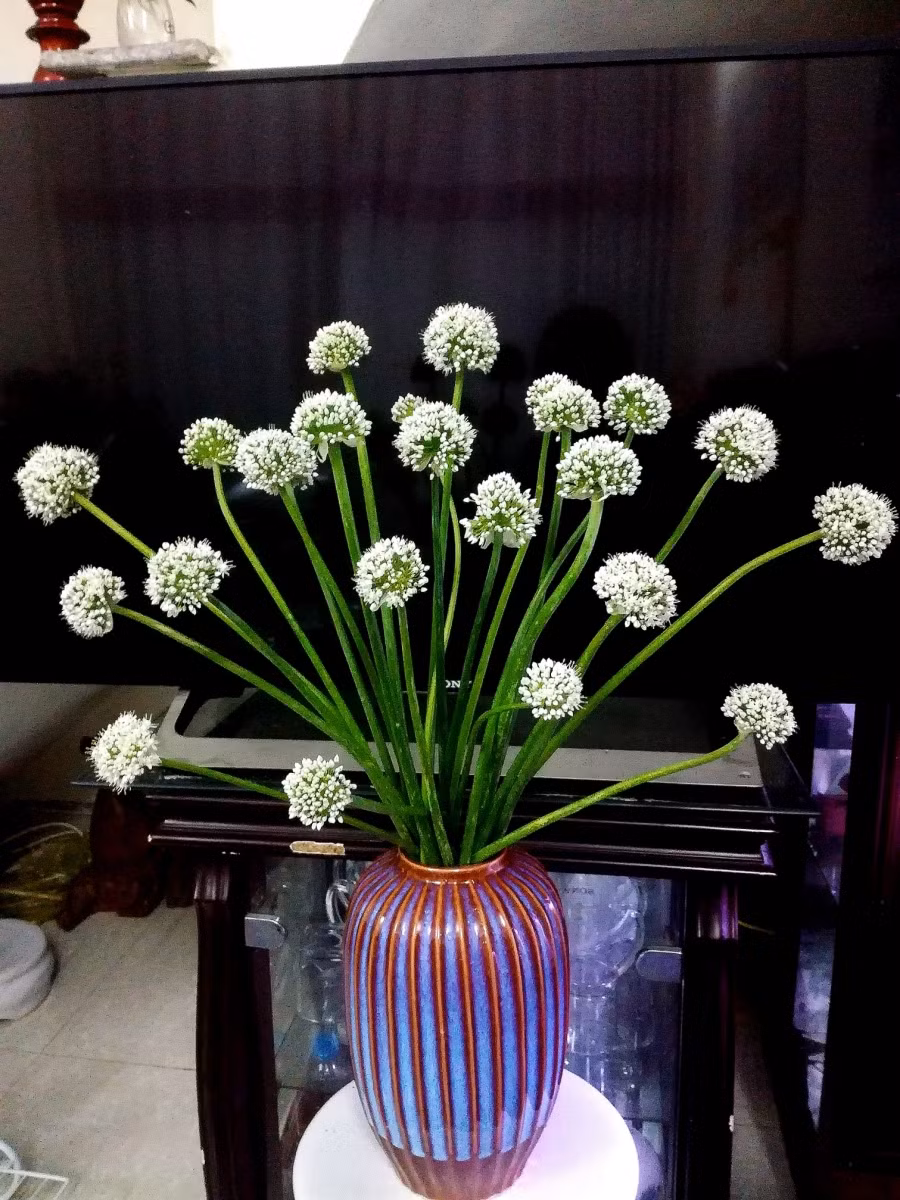 Bó hoa hành tuyệt phẩm này giá 0 đồng