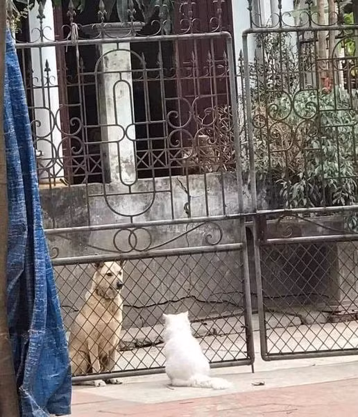 Không hiểu bọn nó đang bàn chuyện gì nữa