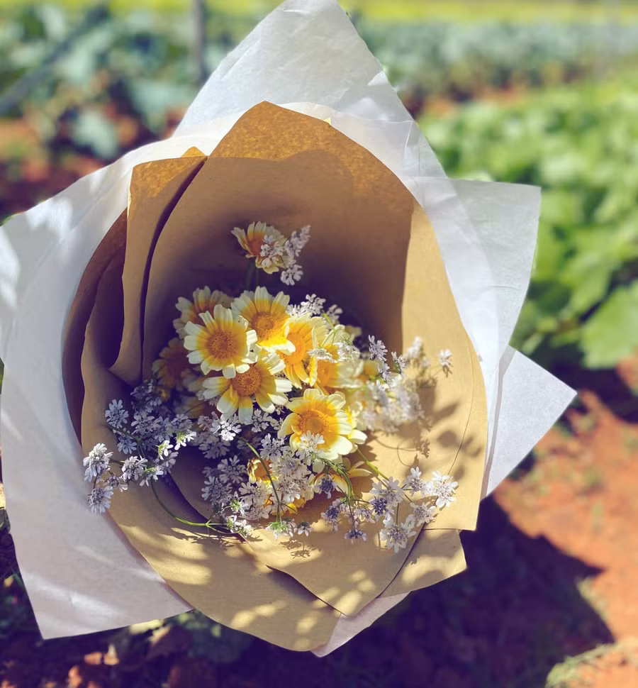 Trồng Tần Ô với Ngò Rí để nở hoa luôn, nấu nướng gì tầm này