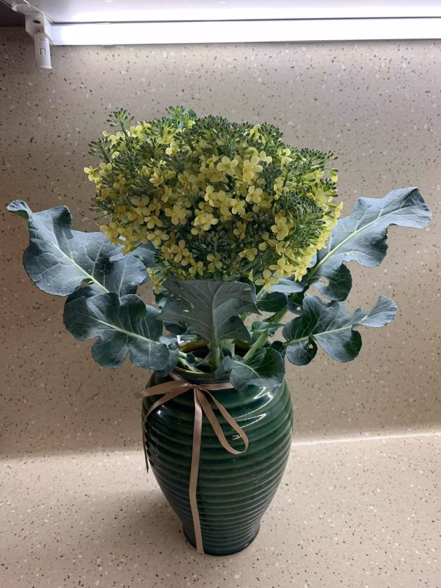 Súp lơ đột biến, mẹ nào thông thái định giá giúp em với ạ để em đỡ "ngượng" với bạn gái