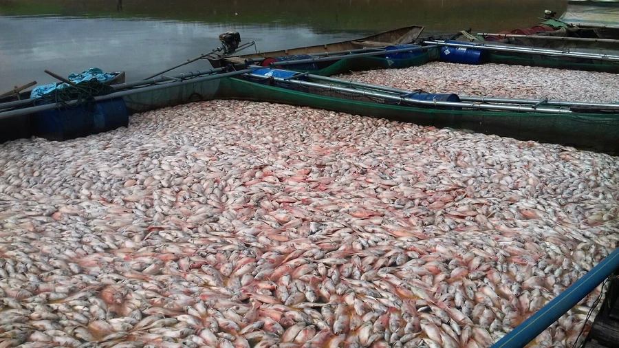 Kon Tum: Nguyên nhân cá chết trắng lồng