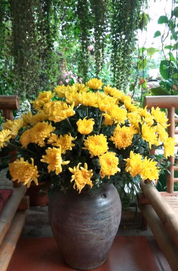 cach cam hoa cuc dep cho ngay tet them ruc ro - 17