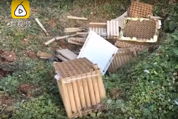 Nghe tiếng pháo hoa, gần 250 con gà lăn ra chết chỉ trong một đêm