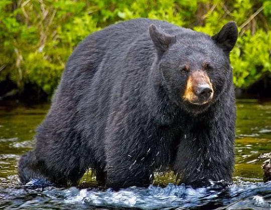 Tai nạn hy hữu: Gấu bị bắn rơi xuống núi, đè trúng người thợ săn