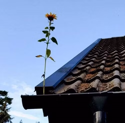 Vượt qua gian khó. Vượt qua gian khó.