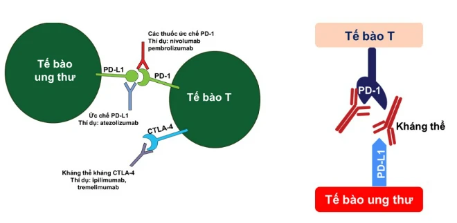 62 triệu đồng một lọ thuốc miễn dịch chữa ung thư