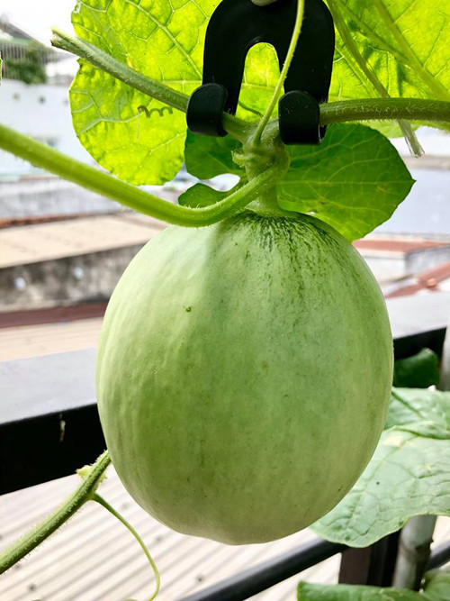 Cách trồng dưa lưới “bán thủy canh” trên sân thượng ảnh 20 Tiến hành treo trái cho cây bằng móc treo.