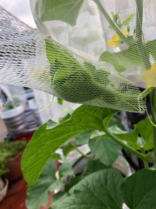 Cách trồng dưa lưới “bán thủy canh” trên sân thượng ảnh 14 Dùng lưới để hạn chế chim sẻ nếu trồng lộ thiên.
