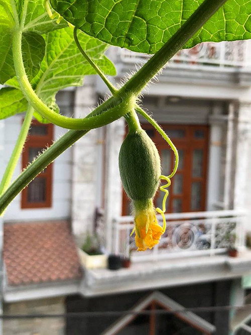 Cách trồng dưa lưới “bán thủy canh” trên sân thượng ảnh 16 Sau 2 đến 3 ngày hoa cái cúp xuống là thành công.Loại bỏ các nhánhthụ phân không thành công để cây tập trung dinh dưỡng cho cây.