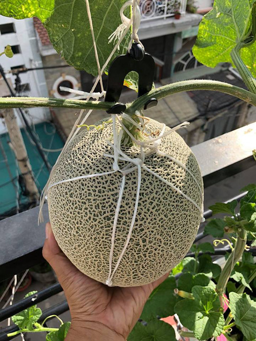 Cách trồng dưa lưới “bán thủy canh” trên sân thượng ảnh 21 Giai đoạn cây bắt đầu kéo lưới, trời nắng tốt thì có thể cho cây ăn dung dịch thủy canh1200ppm và thêm 300ppm KNO3.Trái kéo lưới khá dày nên cần bọc trái để tránh nước mưa gây thối trái từ những vết nứt.Cây dồn hết sức nuôi trái nên sức đề kháng yếu, cầnbổ sung EM thứ cấp hàng tuần cho cây.Nếu trọng lượng trái hơn 2 kg thì tiến hành dùng túi treo bằng dây UV vì gió ở sân thượng khá mạnh. Đồng thời, có thể loại bỏ mộtsố lá sát gốc không thể quang hợp để cây thoáng và tránh mầm bệnh từ đất theo tầng lá lên cây.