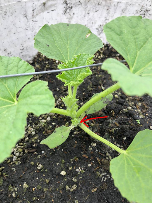 Cách trồng dưa lưới “bán thủy canh” trên sân thượng ảnh 10 Tất cả các chồi nách như hìnhcần loại bỏ hết để cây tập trung dinh dưỡng nuôi thân chính.Nói nôm na là giai đoạn này cây cần cỡ500 ml phân bón 900ppm buổi sáng và500 ml nước vào buổi chiều.