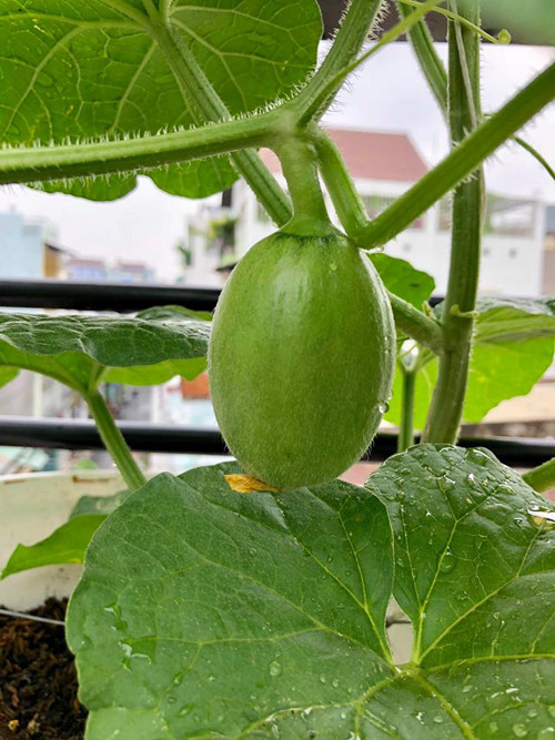 Cách trồng dưa lưới “bán thủy canh” trên sân thượng ảnh 18 Sau 4 đến 5 ngày, hoa cái phình như hình thì tiến hành tuyển trái, lựa trái tròn đều, không méo mó. Trái non sau khi tuyển chọn bị loại có thể làm đượcnhiều món, như: luộc, xào thịt bò, nấu canh, muối chua...