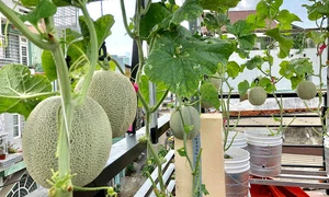 Cách trồng dưa lưới “bán thủy canh” trên sân thượng