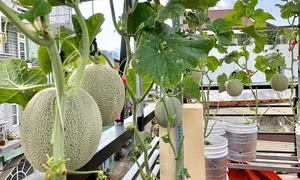 Cách trồng dưa lưới “bán thủy canh” trên sân thượng