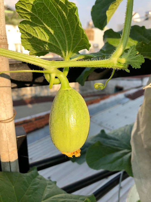 Cách trồng dưa lưới “bán thủy canh” trên sân thượng ảnh 19 Khi trái bằng quả trứng gà thì bổ sung KNO3 hoặc K2SO4 khoảng300ppm cho cây mỗi ngày.Loại bỏ tất cả các nhánh để cây tập trung dinh dưỡng nuôi trái.