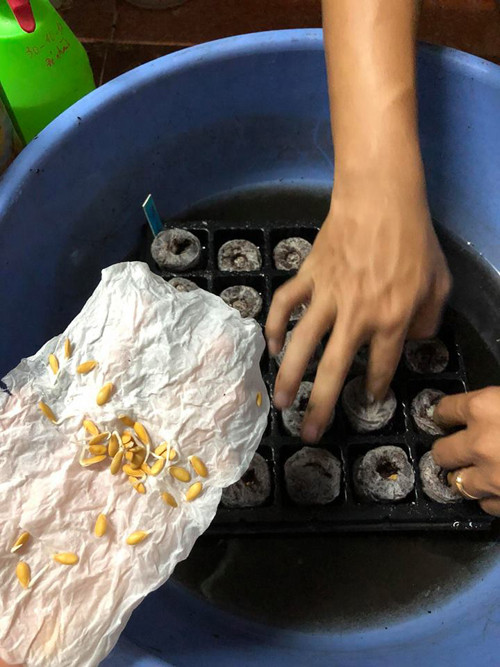 Cách trồng dưa lưới “bán thủy canh” trên sân thượng ảnh 7 - Hạt giống được ngâm trong nước ấm khoảng 4 tiếng rồi mang ủ trong khăn ẩm và bỏ vào túi zip, dán bên hông tủ lạnh (phần nóng), chờ hạt nứt nanh.- Đem hạt nứt nanh ra bầu ươm hoặc viên nén xơ dừa, tưới đẫm một lần, ủ kín 2 ngày trong mát để hạt trồi lên rồi đem ra chỗ nhiều nắng.Theo anh Thuyên, bạn có thể dùng viên nén xơ dừa nhưng cần châm thêm trà trùn pha loãng hoặc dynamic ngâm thật loãng vì lượng phân bón trong xơ dừa không đủ. Hoặc cách tối ưu là dùng cốc nhựa dùng một lần để ươm với giá thể gồm 50% phân bò hoai mục + 30% đất thịt + 20% trấu tươi.