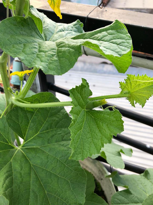 Cách trồng dưa lưới “bán thủy canh” trên sân thượng ảnh 13 Từ nách thứ 10 tiến hành để nhánh và ít nhất là 3 nhánh để sau này tiến hành thụ phấn và tuyển trái. Khi nhánhcó lá thứ thứ 2 tiến hành ngắt ngọn của nhánh (không phải ngọn của cây).