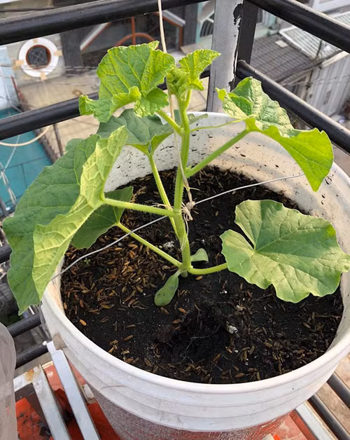 Khi cây cao tầm 20 cm, tiến hành phun ngừa bệnh nứt thân, thốirễ bằng TOPSIN-M khoảng 3 lần cách nhau 3 ngày vào chiều mát.