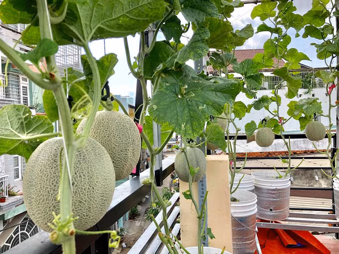 Là nhân viên công tác tại Cảng hàng không sân bay quốc tế Tân Sơn Nhất, anh Lê Bạch Thái Thuyên còn có niềm đam mê mãnh liệt với công việc làm vườn. Đã nhiều năm nay, anh gây dựng khu vườn trên sân thượng với đủ loại rau, quả - mùa nào thức nấy. Sản lượng thu hoạch từ khu vườn trên cao này không những đủ đáp ứng nhu cầu của cả gia đình mà còn trở thành món quà tặng đặc biệt anh dành cho người thân, bạn bè.