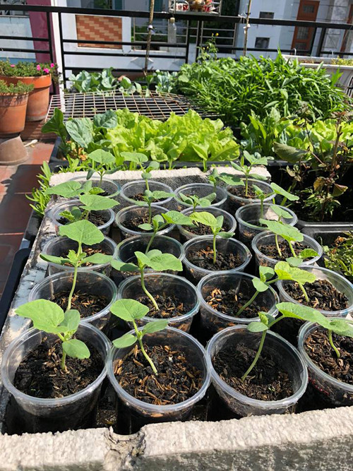 Cách trồng dưa lưới “bán thủy canh” trên sân thượng ảnh 8 Khi cây đã có đủ 2 lá thực, khoẻ thì tiến hành đem trồng.