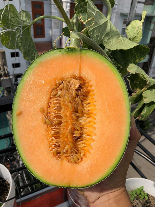 Cách trồng dưa lưới “bán thủy canh” trên sân thượng ảnh 2 Riêng với việc trồng dưa lưới, anh Thái Thuyên đã có khoảng 10 vụ mùa bội thu với sản lượng cao nhất tầm 80 kg. Anh chọn trồng giống dưa vân lưới ruột cam của Nhật Orange Sakura;áp dụng quy trình trồng theo công thức từ Đại học Florida và Douglas Peckenpaugh.Anh Thuyên sử dụng thùng sơn và làm kiểu Earthbox để trồng dưa thổ canh, tưới dung dịch thủy canh chuyên dụng cho dưa lưới. Anh gọi đây là phương pháp bán thủy canh và được các nhà vườn công nghệ cao áp dụng.