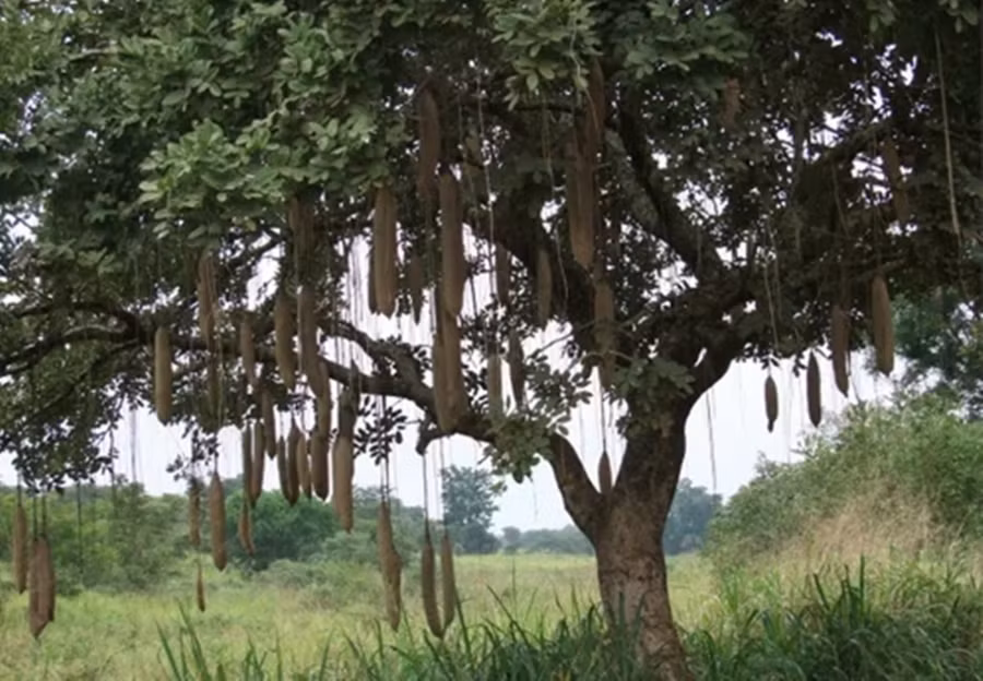 Loai qua nang 10 kg dung lam thuoc nhung cung co the gay hoa vi dieu nay hinh anh 1