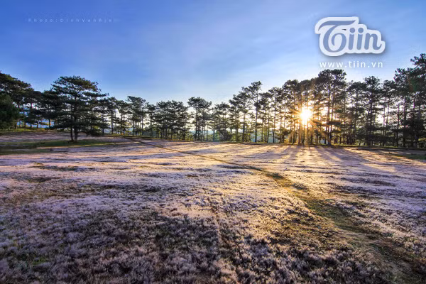 Sẽ tiếc ngẩn ngơ nếu không một lần đến đồng cỏ tuyết Đà Lạt