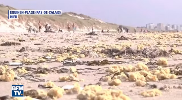 Bí ẩn hàng triệu vật thể lạ màu vàng không rõ nguồn gốc dải đầy bãi biển - Ảnh 4.